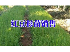 紅豆杉小苗種植技術(shù)@紅豆杉小苗哪里便宜圖3