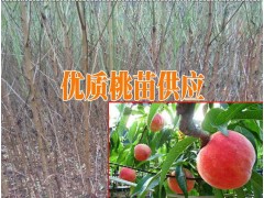 紅河河口桃樹小苗價(jià)格%紅河目前好的桃樹品種圖2