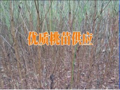 紅河河口桃樹小苗價(jià)格%紅河目前好的桃樹品種圖3