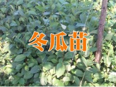 文山硯山縣哪里有冬瓜苗&冬瓜苗銷售價(jià)格&新冬瓜苗圖3