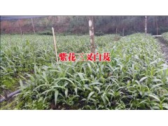 白芨%紫花三叉白芨&2018三叉白芨小苗087164155848圖3