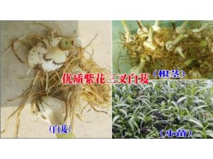 白芨種苗價格@新白芨小苗圖片&紫花三叉白芨種植技術(shù)圖2