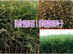 雪松苗圃網(wǎng)&雪松種子批發(fā)網(wǎng)%哪里雪松種苗有低價圖2