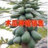 麻栗坡縣天保源合果蔬種植專業(yè)合作社