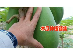 麻栗坡縣天保源合果蔬種植專業(yè)合作社圖3