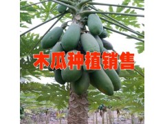 麻栗坡縣天保源合果蔬種植專業(yè)合作社圖2