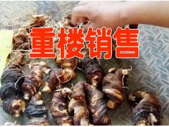 麗江永勝重樓產(chǎn)地/云南重樓/白芨麗江供貨商| 毛桃苗圖2