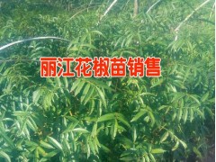 麗江產(chǎn)地藥材有哪些%直桿黃草烏/毛桃/重樓供應商圖3