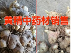 云南黃精多少錢一斤 *云南黃精根莖價格* 黃精根莖批發(fā)圖3