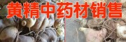 云南黃精根莖價格(收購公司報價)