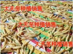 昆明/紅河天冬種植供應(yīng)商@天冬種子多少一公斤&一畝地需要多少天冬種子(苗)圖3