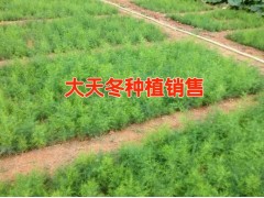 昆明/紅河天冬種植供應(yīng)商@天冬種子多少一公斤&一畝地需要多少天冬種子(苗)圖2