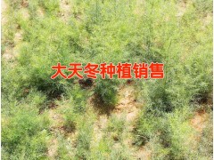 天門冬規(guī)模性種植公司&昆明天冬中藥材批發(fā)市場圖3