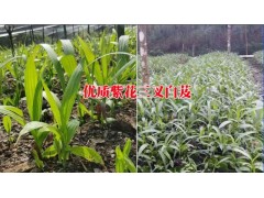 保山/德宏/麗江/怒江花三叉大白芨小苗*云南白芨怎么種植圖3