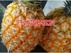 云南菠蘿批發(fā)市場報價&采購菠蘿供應商信息圖3