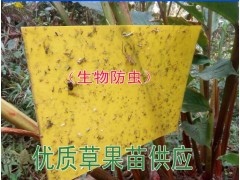 草果種苗價(jià)每株賣(mài)多少&草果苗圖片圖2