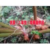 3年生的草果苗哪里在銷售&草果苗3年生的批發(fā)報(bào)價(jià)