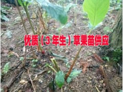 3年生的草果苗哪里在銷售&草果苗3年生的批發(fā)報價圖3