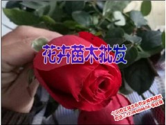 個舊/開遠/彌勒/蒙自花卉苗信息圖2