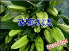 紅河哪個(gè)品種橘子苗甜|橘子樹苗價(jià)格*葡萄苗多少錢一株|圖2