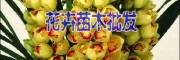 紅河 玫瑰花￡玫瑰花苗批發(fā)| 玫瑰花多少錢一支|