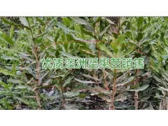 適合云南種植的澳洲堅果樹苗*云南澳洲堅果小苗批發(fā)圖3