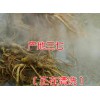 云南文山正品剪口超細(xì)粉供應(yīng)|一極二年三七花900公斤左右銷售