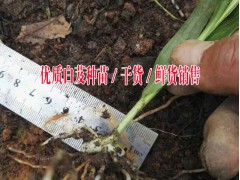 云南白芨小苗基地現(xiàn)場采取,也可快遞物流圖1