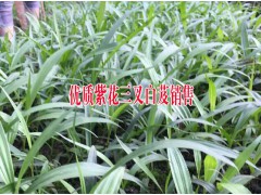 供應(yīng)紫花三叉大白芨苗批發(fā)#云南保山隆陽區(qū)白芨種植基地圖1