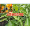 長期供應沃柑苗的,數(shù)量70萬株@云南農業(yè)科技開發(fā)有限公司