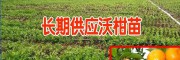 2017云南沃柑苗價(jià)格表