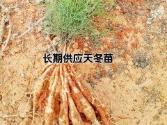 云南高產(chǎn)大天冬種苗種子-昆明高產(chǎn)天門冬銷售圖3