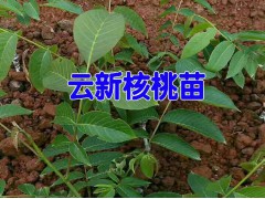 云新核桃苗怎么樣|美國山核桃苗價格 |山核桃樹苗價格|山核桃樹苗圖2