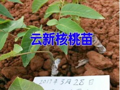 云新核桃苗怎么樣|美國山核桃苗價格 |山核桃樹苗價格|山核桃樹苗圖3