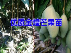 普洱核桃苗(云新核桃苗/)@云南沃柑苗*佛手苗*香櫞苗批發(fā)圖2