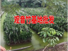 觀音竹基地信息@水培養(yǎng)富貴竹_紫葉富貴竹的水培方法圖2