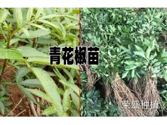 青花椒苗價格@云南青花椒苗哪里的好?青花椒銷售基地批發(fā)圖1