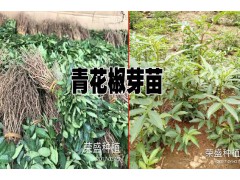 青花椒苗價格@云南青花椒苗哪里的好?青花椒銷售基地批發(fā)圖2