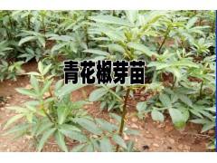 青花椒苗價格@云南青花椒苗哪里的好?青花椒銷售基地批發(fā)圖3