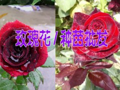 2017云南玫瑰花苗批發(fā)@真正的玫瑰花苗@2016年玫瑰花苗的價(jià)格圖2