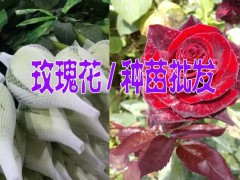 2017玫瑰花網(wǎng)上訂購(gòu)@快遞玫瑰花@玫瑰花苗批發(fā)市場(chǎng)圖3