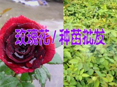 玫瑰花圖2