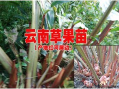 2017草果種苗價(jià)每株賣(mài)多少@求購(gòu)草果苗13987383852圖3