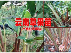 草果苗多少錢一棵&草果苗多少一棵13649607025圖2