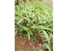 昆明哪里有青花椒芽苗？圖2