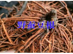 適合云南種植的野蠶豆根@產(chǎn)地野蠶豆信息|野蠶豆種植需多少時間圖3