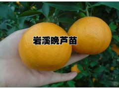 2萬株青花梨樹苗價格]臺灣青花梨苗廠家圖3