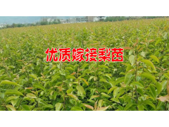 梨樹苗種植技術(shù)*一畝梨苗要多少錢@梨樹苗出售_15125404188圖2