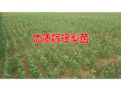 梨樹苗種植技術(shù)*一畝梨苗要多少錢@梨樹苗出售_15125404188圖3