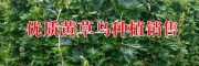 黃草烏(大草烏、昆明堵喇)圖片